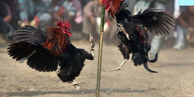 Bật mí kinh nghiệm chơi đá gà 888 bao thắng từ cao thủ