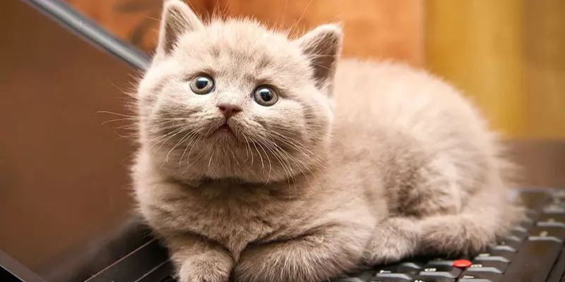 Nằm mơ thấy mèo mang đến cho gia chủ điềm lành
