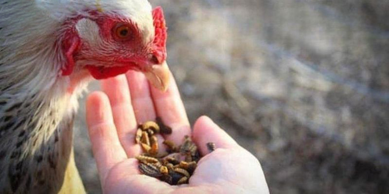 Những lưu ý quan trọng khi sử dụng thuốc nuôi gà đá